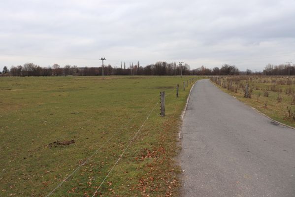 Běleč nad Orlicí, 18.11.2021
Pastviny u Orlice.
Schlüsselwörter: Běleč nad Orlicí pastvina u Orlice Aphodius fimetarius pedellus