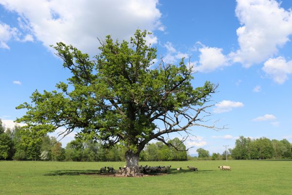 Běleč nad Orlicí, 19.5.2019
Pastvina u Orlice.
Schlüsselwörter: Běleč nad Orlicí pastvina