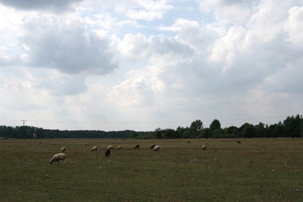 Běleč nad Orlicí, 2.9.2008
Rozsáhlá ovčí pastvina na záplavových lukách Orlice.
Klíčová slova: Běleč nad Orlicí pastvina Orlice