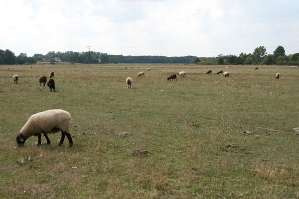 Běleč nad Orlicí, 2.9.2008
Rozsáhlá ovčí pastvina na záplavových lukách Orlice.
Schlüsselwörter: Běleč nad Orlicí pastvina Orlice