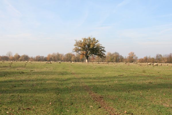 Běleč nad Orlicí, 4.11.2018
Pastviny na levém břehu Orlice.
Mots-clés: Běleč nad Orlicí pastvina