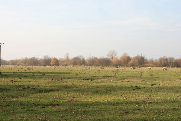 Běleč nad Orlicí, 4.11.2018
Pastviny na levém břehu Orlice.
Klíčová slova: Běleč nad Orlicí pastvina