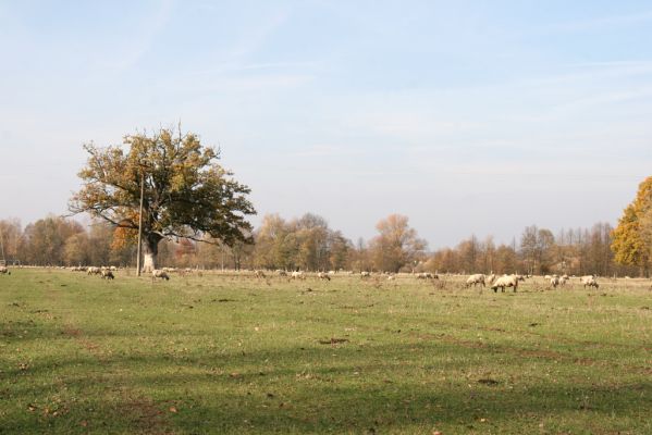 Běleč nad Orlicí, 4.11.2018
Pastviny na levém břehu Orlice.
Keywords: Běleč nad Orlicí pastvina