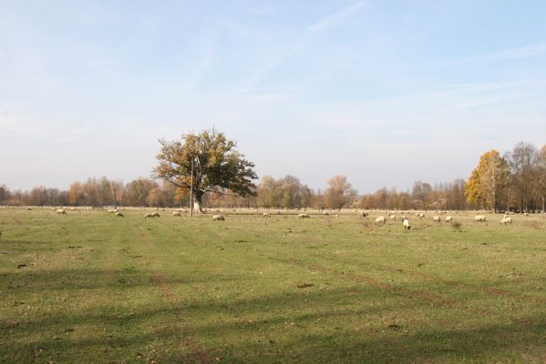 Běleč nad Orlicí, 4.11.2018
Pastviny na levém břehu Orlice.
Klíčová slova: Běleč nad Orlicí pastvina