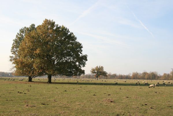 Běleč nad Orlicí, 4.11.2018
Pastvina na levém břehu Orlice.
Klíčová slova: Běleč nad Orlicí pastvina