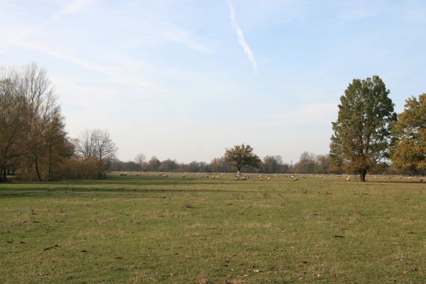 Běleč nad Orlicí, 4.11.2018
Pastviny u levého břehu Orlice.
Mots-clés: Běleč nad Orlicí pastvina