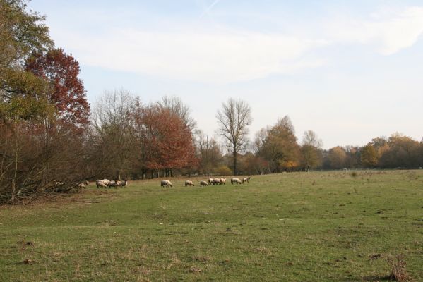 Nepasice, 4.11.2018
Pastviny u levého břehu Orlice.
Schlüsselwörter: Nepasice pastvina