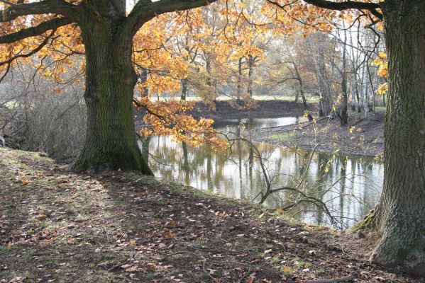 Nepasice, 4.11.2018
Slepé rameno u levého břehu Orlice.
Klíčová slova: Nepasice pastvina