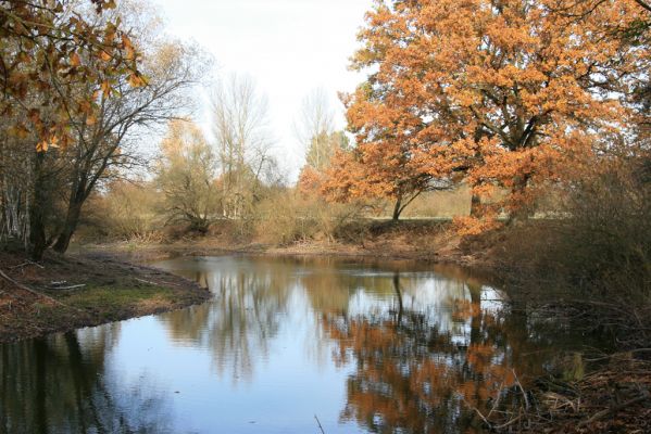 Nepasice, 4.11.2018
Slepé rameno u levého břehu Orlice.
Klíčová slova: Nepasice pastvina