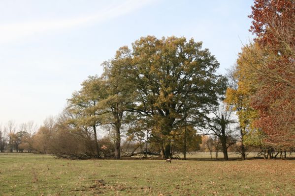 Nepasice, 4.11.2018
Pastviny u levého břehu Orlice.
Mots-clés: Nepasice pastvina