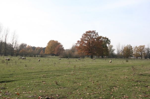 Nepasice, 4.11.2018
Pastviny u levého břehu Orlice.
Schlüsselwörter: Nepasice pastvina