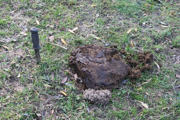 Nepasice, 4.11.2018
Pastvina na levém břehu Orlice.
Klíčová slova: Nepasice pastvina Aphodius reyi