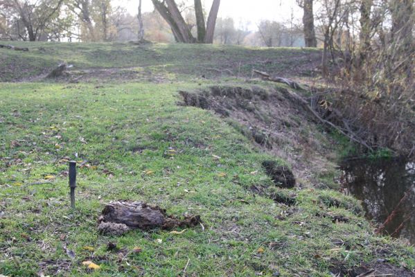 Nepasice, 4.11.2018
Pastvina na levém břehu Orlice.
Klíčová slova: Nepasice pastvina Aphodius reyi