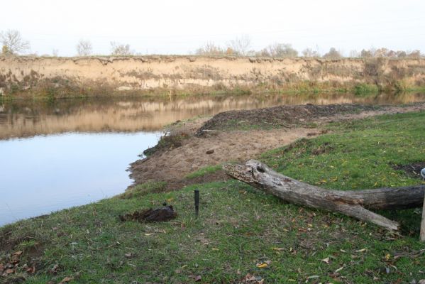 Nepasice, 4.11.2018
Pastvina na levém břehu Orlice.
Klíčová slova: Nepasice pastvina Aphodius reyi Negastrius pulchellus sabulicola Zorochros dermestoides quadriguttatus