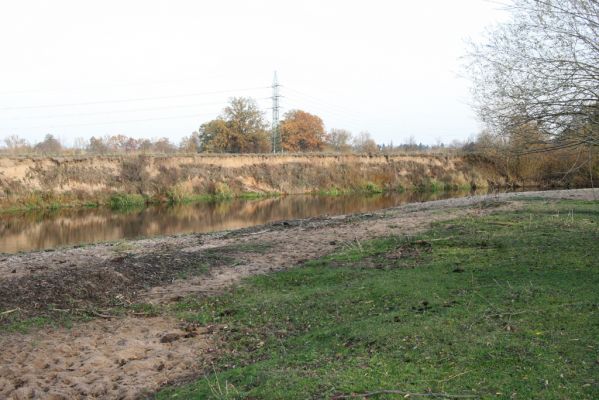 Nepasice, 4.11.2018
Pastvina na levém břehu Orlice.
Klíčová slova: Nepasice pastvina Aphodius reyi Negastrius pulchellus sabulicola Zorochros dermestoides quadriguttatus