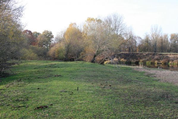 Nepasice, 4.11.2018
Pastvina na levém břehu Orlice.
Klíčová slova: Nepasice pastvina Aphodius reyi