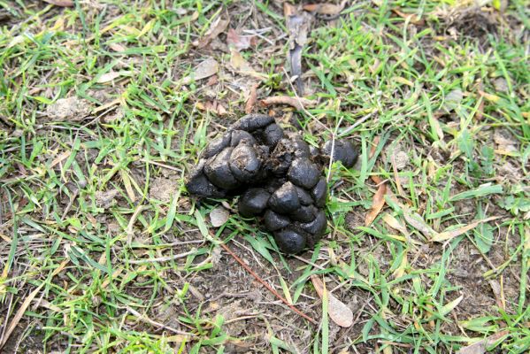 Nepasice, 4.11.2018
Pastvina na levém břehu Orlice.
Schlüsselwörter: Nepasice pastvina Aphodius reyi