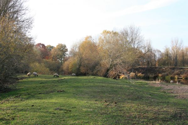 Nepasice, 4.11.2018
Pastvina na levém břehu Orlice.
Klíčová slova: Nepasice pastvina Aphodius reyi