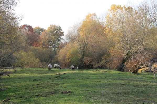 Nepasice, 4.11.2018
Pastvina na levém břehu Orlice.
Schlüsselwörter: Nepasice pastvina Aphodius reyi