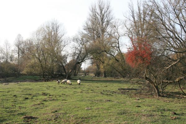 Nepasice, 4.11.2018
Pastvina na levém břehu Orlice.
Schlüsselwörter: Nepasice pastvina