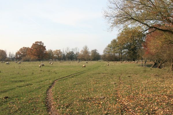 Nepasice, 4.11.2018
Pastvina na levém břehu Orlice.
Schlüsselwörter: Nepasice pastvina