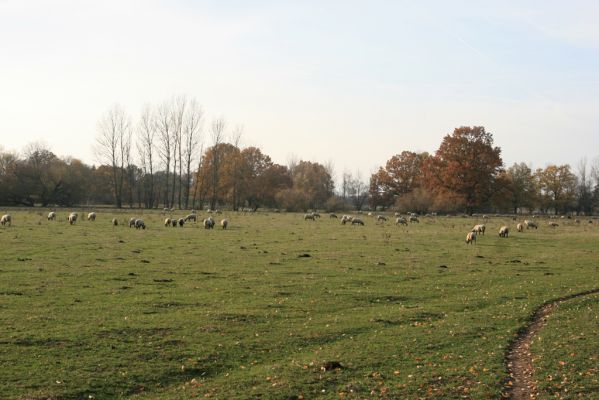 Nepasice, 4.11.2018
Pastvina na levém břehu Orlice.
Schlüsselwörter: Nepasice pastvina