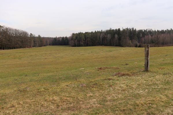 Býšť, Bělečko, 17.3.2020
Pastvina pod rančem.
Mots-clés: Býšť Bělečko pastvina