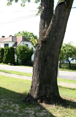 Bělečko, 17.6.2009
Lípa na návsi s četnými výletovými otvory krasce lipového.
Klíčová slova: Bělečko Lamprodila rutilans