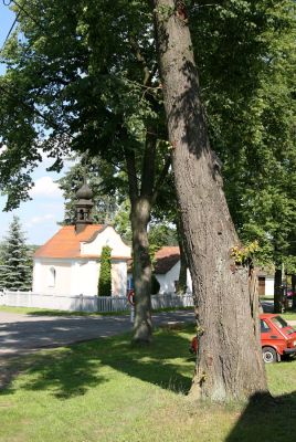 Bělečko, 17.6.2009
Lípa na návsi s četnými výletovými otvory krasce lipového. 
Klíčová slova: Bělečko Lamprodila rutilans