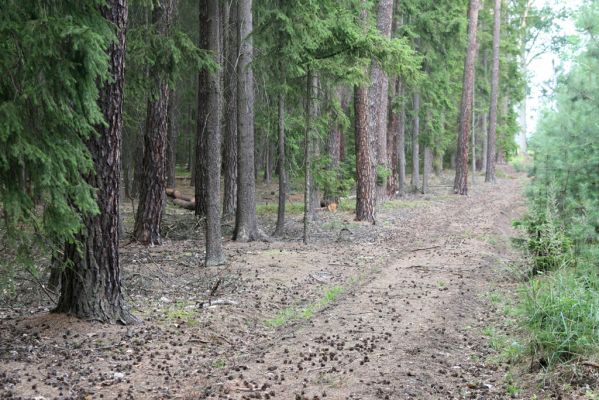 Býšť, Bělečko, 20.7.2016
Borová plantáž u hájovny V Přímu. Biotop kovaříka Stenagostus rufus.

Keywords: Býšť, Bělečko Stenagostus rufus