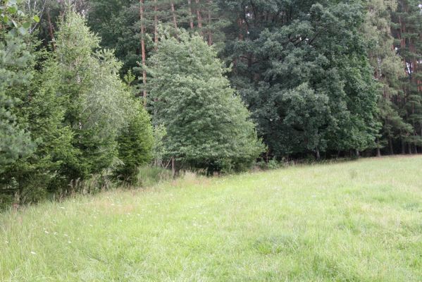 Býšť, Bělečko, 20.7.2016
Okraj louky mezi Bělečským a Lesním potokem - biotop tesaříka Brachyleptura tesserula.


Klíčová slova: Býšť, Bělečko Brachyleptura tesserula