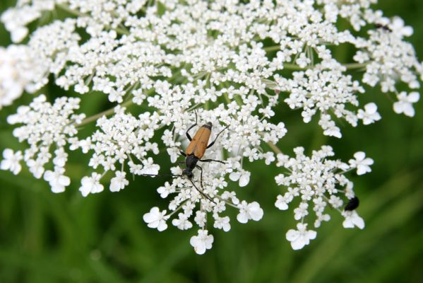 Býšť, Bělečko, 20.7.2016
Okraj louky mezi Bělečským a Lesním potokem - tesařík Brachyleptura tesserula.


Klíčová slova: Býšť, Bělečko Brachyleptura tesserula
