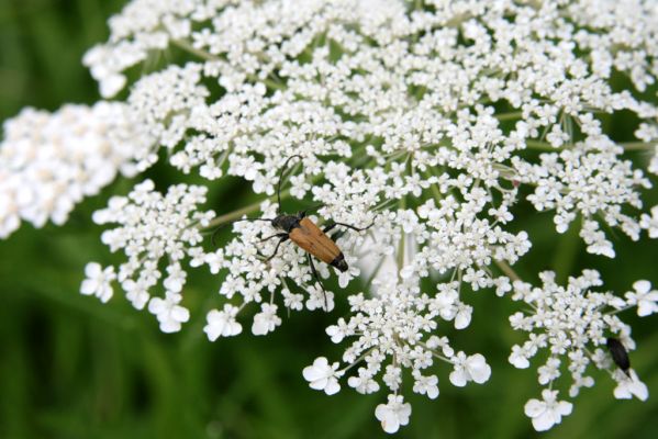 Býšť, Bělečko, 20.7.2016
Okraj louky mezi Bělečským a Lesním potokem - tesařík Brachyleptura tesserula.



Klíčová slova: Býšť, Bělečko Brachyleptura tesserula
