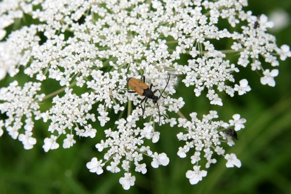 Býšť, Bělečko, 20.7.2016
Okraj louky mezi Bělečským a Lesním potokem - tesařík Brachyleptura tesserula.



Klíčová slova: Býšť, Bělečko Brachyleptura tesserula