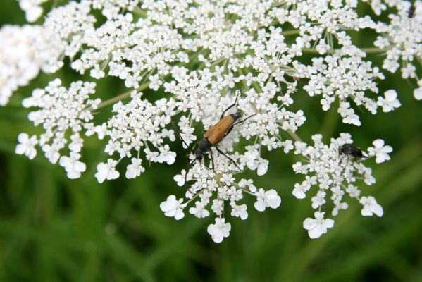 Býšť, Bělečko, 20.7.2016
Okraj louky mezi Bělečským a Lesním potokem - tesařík Brachyleptura tesserula.



Klíčová slova: Býšť, Bělečko Brachyleptura tesserula