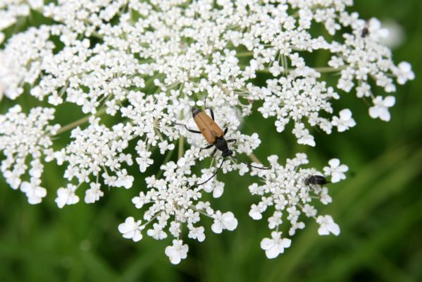 Býšť, Bělečko, 20.7.2016
Okraj louky mezi Bělečským a Lesním potokem - tesařík Brachyleptura tesserula.



Mots-clés: Býšť, Bělečko Brachyleptura tesserula