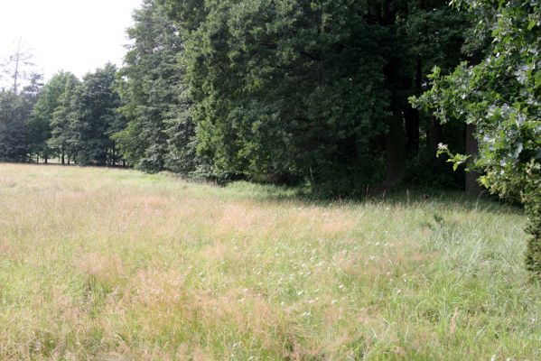 Býšť, Bělečko, 21.7.2016
Okraj louky mezi Bělečským a Lesním potokem - biotop tesaříka Brachyleptura tesserula.
Keywords: Býšť Bělečko Brachyleptura tesserula