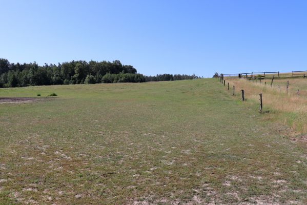 Býšť, 30.6.2019
Bělečko, dolní pastvina.
Mots-clés: Býšť Bělečko ranč dolní pastvina