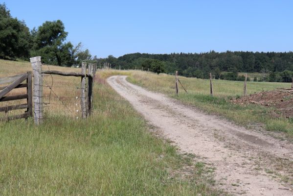 Býšť, 30.6.2019
Bělečko, cesta pod pastvinami. 
Klíčová slova: Býšť Bělečko ranč cesta pod pastvinami