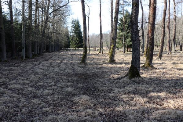 Býšť, 5.4.2020
Bělečko, obora Požáry.
Mots-clés: Býšť Bělečko obora Požáry