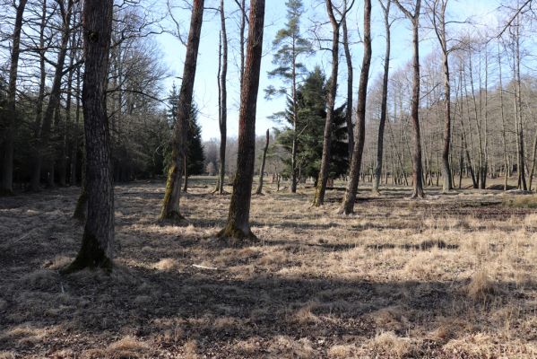 Býšť, 5.4.2020
Bělečko, obora Požáry.
Schlüsselwörter: Býšť Bělečko obora Požáry