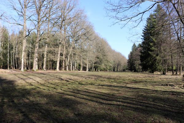 Býšť, 5.4.2020
Bělečko, obora Požáry.
Klíčová slova: Býšť Bělečko obora Požáry