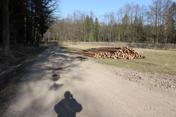 Býšť, 5.4.2020
Bělečko, lesní cesta u obory Požáry.
Keywords: Býšť Bělečko obora Požáry