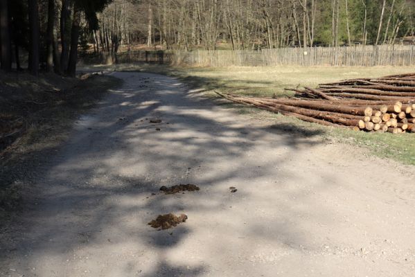 Býšť, 5.4.2020
Bělečko, lesní cesta u obory Požáry.
Klíčová slova: Býšť Bělečko obora Požáry