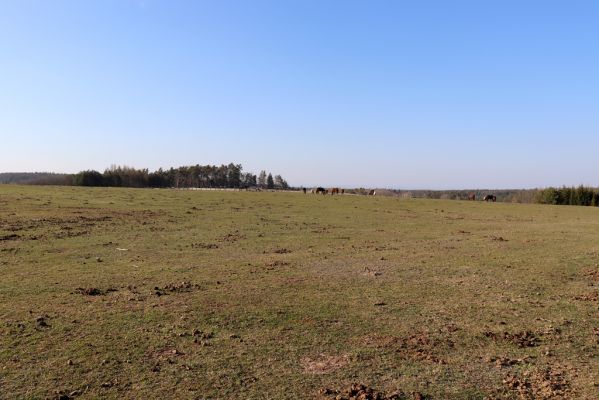 Býšť, 5.4.2020
Bělečko, pastvina u Joštovy vyhlídky.
Klíčová slova: Býšť Bělečko pastvina Joštova vyhlídka