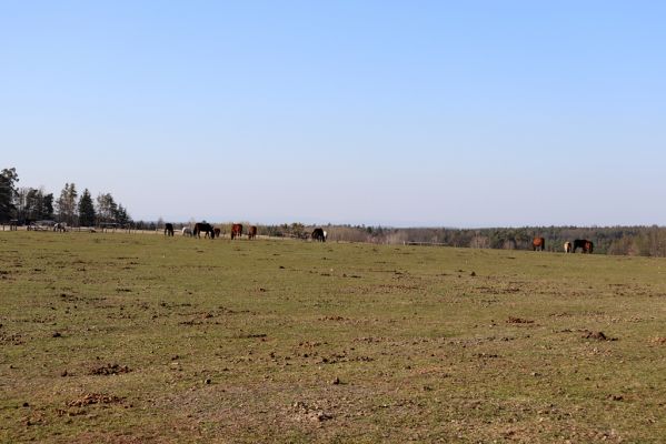 Býšť, 5.4.2020
Bělečko, pastvina u Joštovy vyhlídky.
Klíčová slova: Býšť Bělečko pastvina Joštova vyhlídka