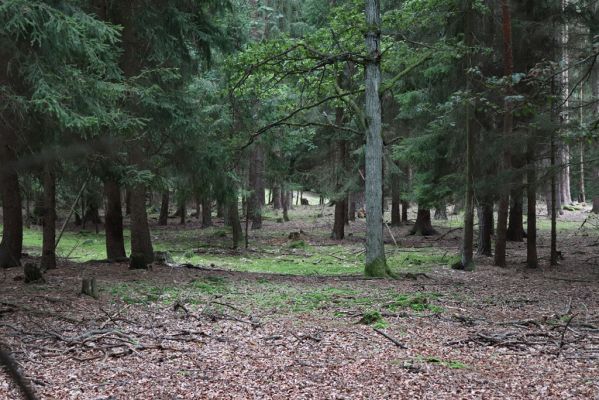 Býšť, Bělečko, 5.9.2020
Obora Požáry.
Klíčová slova: Býšť Bělečko obora Požáry