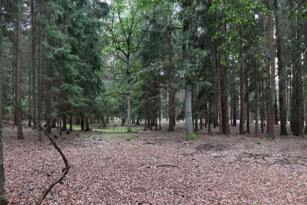 Býšť, Bělečko, 5.9.2020
Obora Požáry.
Klíčová slova: Býšť Bělečko obora Požáry