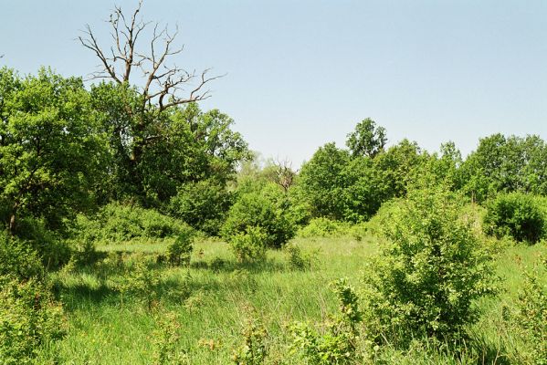 Belsösárd, 20.5.2005
Zarůstající pastevní les.
Mots-clés: Zala Belsösárd pastevní les