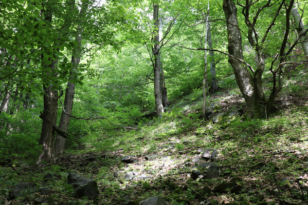 Bernartice, 2.6.2022
Nad Bečkovem. Vraní hory - Čertova rokle.
Klíčová slova: Bernartice Bečkov Vraní hory